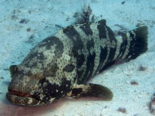 Epinephelus Malabaricus